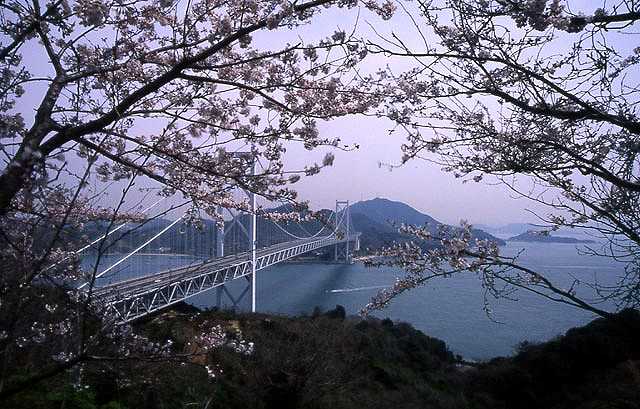 白滝山の桜と因島大橋